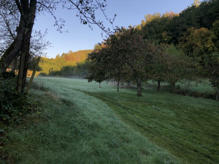 Morgentau auf der Wiese